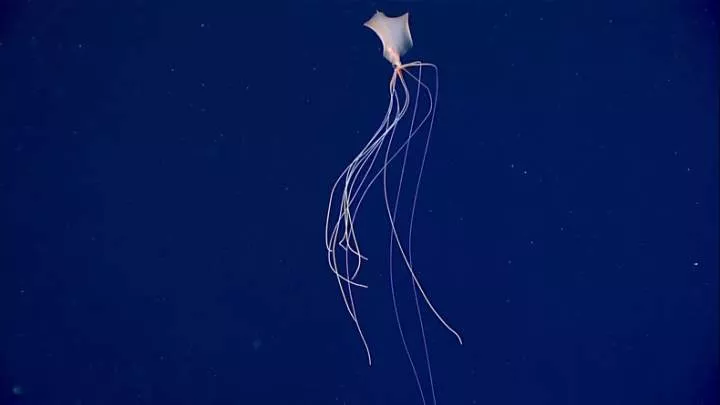 10 newly discovered ocean creatures revealed by scientists