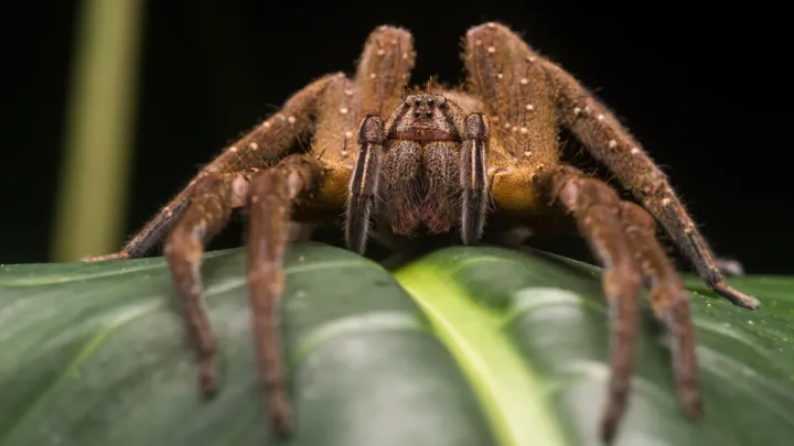 32 of the most venomous animals in the world