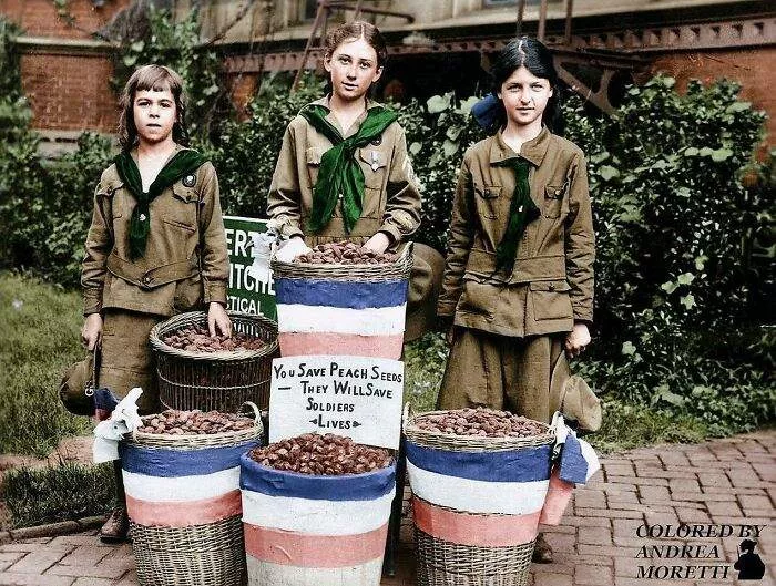 Three Scout Girls Collect Peach Pits, Which Will Later Be Processed To Make Gas Mask Filters During World War I. Washington, 1917-1918 