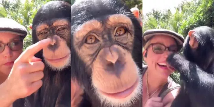 Chimpanzee in viral video accused of avoiding taxes after mimicking woman