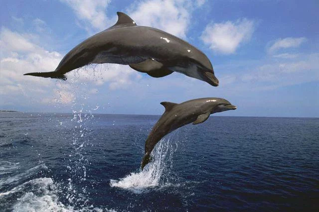 Dolphins have great memory 