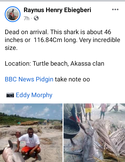 Shark caught in Bayelsa community