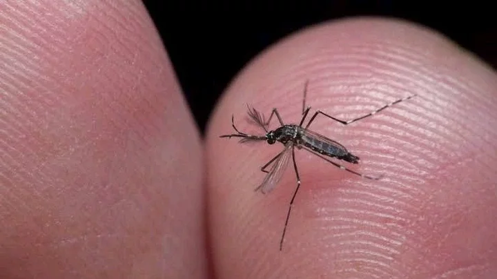 How You Can Naturally Keep Mosquitoes Away From Yourself