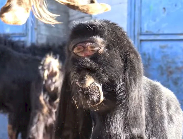 Mutant goat born with eyes in middle of forehead baffles locals