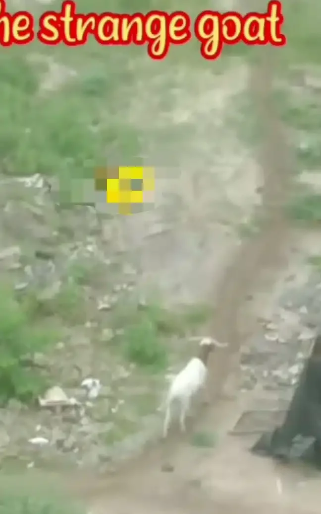 Man puzzled as he shares video of ram that's been turning round a circle for 3 days (Video)