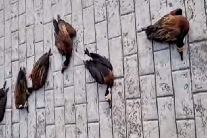 Moment six huge birds drop dead On Lord's Chosen altar in Lagos (Video)