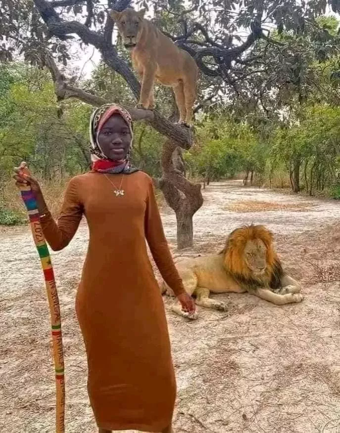 A Look Into Fathala Wildlife Reserve In Senegal Where Can Chill With Lions And Walk Freely With Them