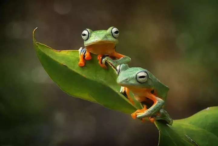 Meet Yan Hidayat, The Indonesian Photographer Who Takes Captivating Photos Of Small Reptiles (New Pics)