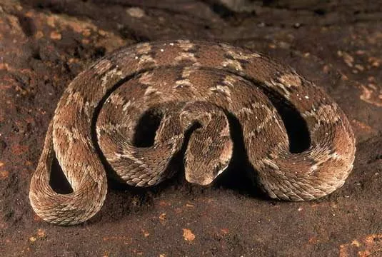 7 of the world's most venomous snakes