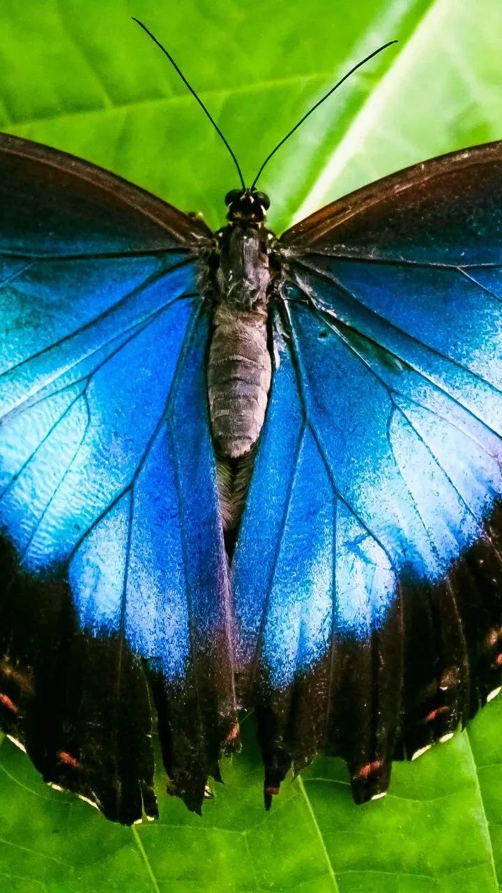 Morpho Butterfly