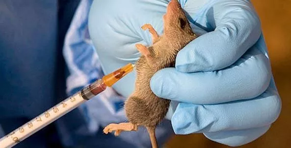 NCDC records 143 Lassa fever cases, 22 deaths in two weeks