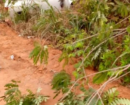 Driver loses control, crushes toddler and mother to death in Ogun