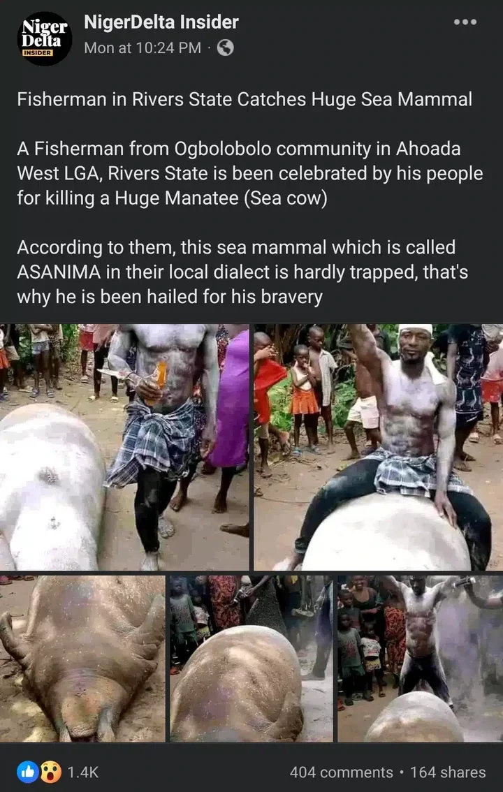 Congratulations pour in as fisherman singlehandedly kills huge sea mammal, Manatee, worth millions of naira
