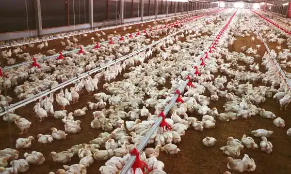 'This has been my business for 4-years' - Poultry farmer cries after losing 100 livestock