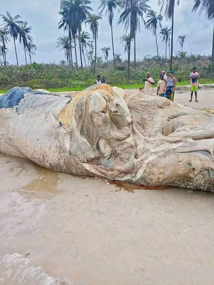 Dead whale washes ashore in Bayelsa community 