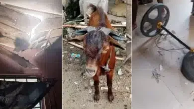 'We don't know where it came from' - Nigerian lady cries out as strange goat falls from ceiling while asleep with family (Photos)