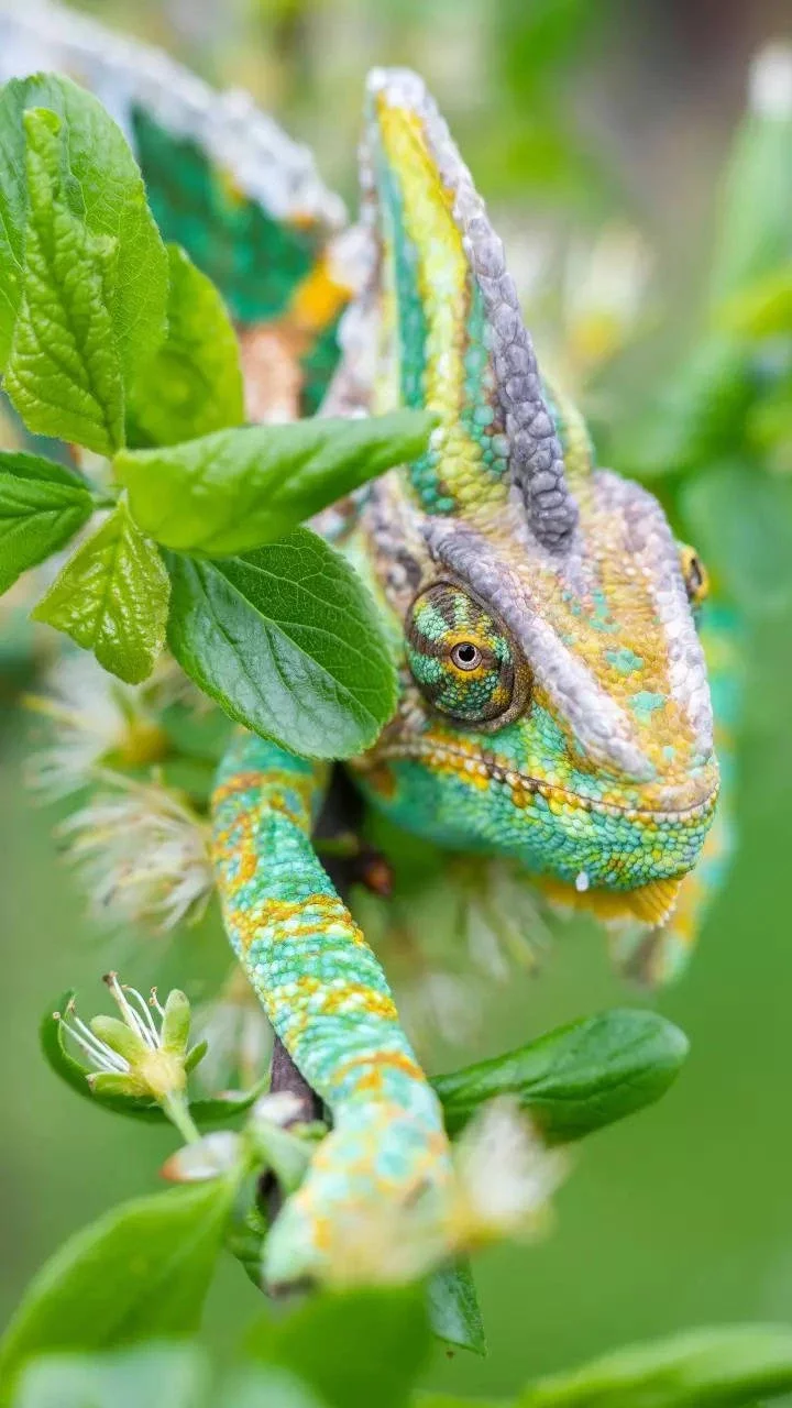 11 animals that change colour