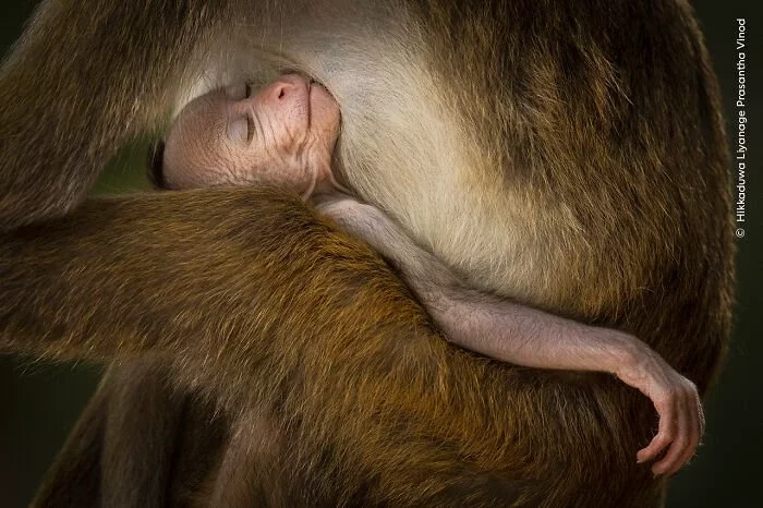 Winner, Behaviour: Mammals: Tranquil Moment By Hikkaduwa Liyanage Prasantha Vinod, Sri Lanka