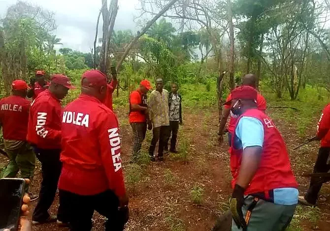 NDLEA destroys six-hectare Indian hemp farm in Ogun