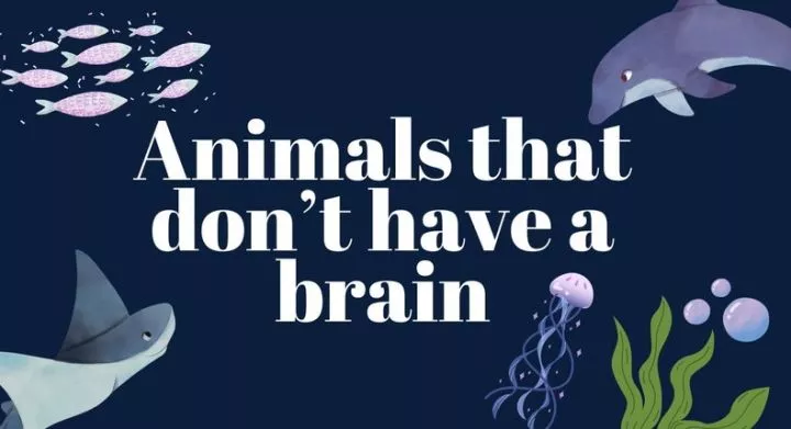 Some animals survive without a brain [TheWeek]