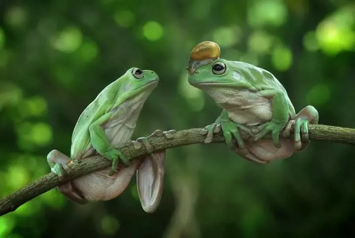 Meet Yan Hidayat, The Indonesian Photographer Who Takes Captivating Photos Of Small Reptiles (New Pics)