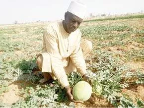 Why Bauchi Watermelon Farmers Moved To Cameroon