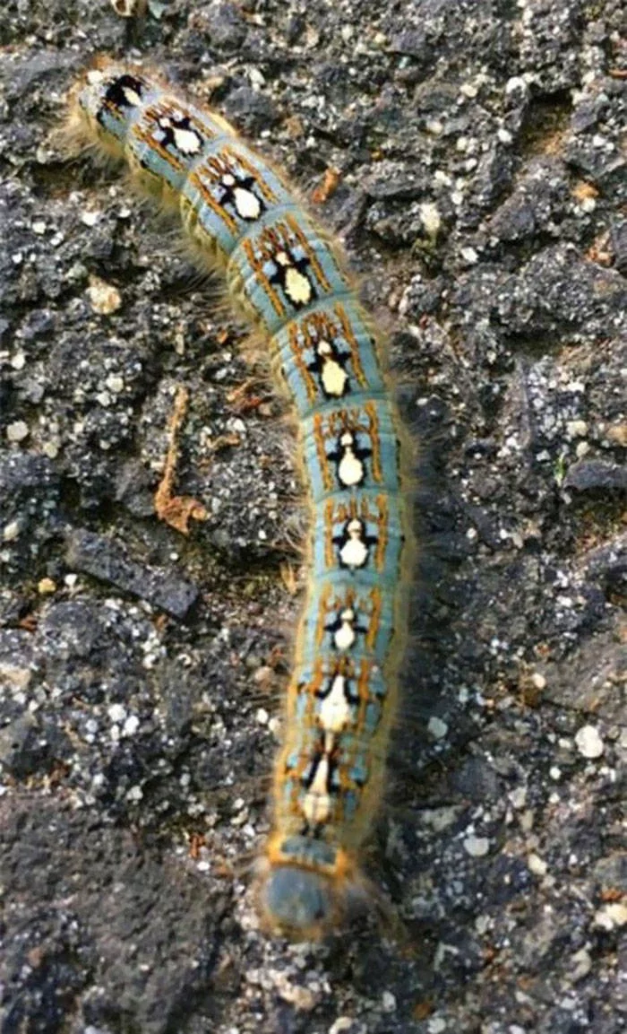 This Caterpillar Has A Bunch Of Penguins On Its Back