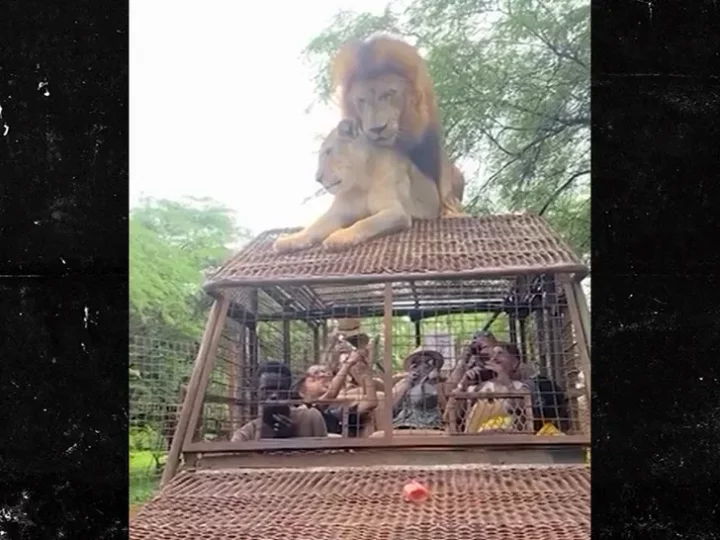 Lions have sex on top of Safari truck full of people