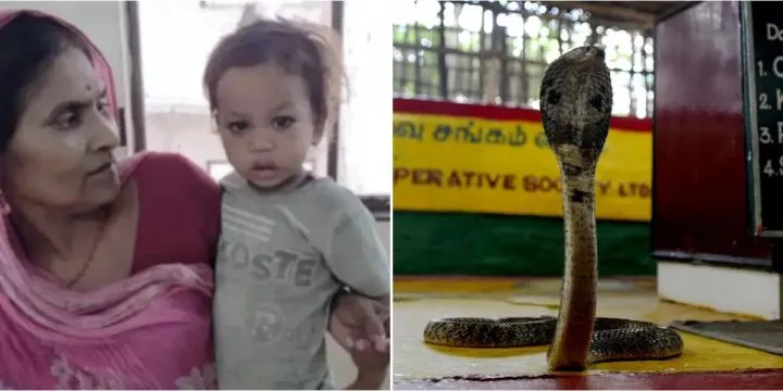 2-year-old boy bites cobra to death in India 2-year-old boy bites cobra to death in India