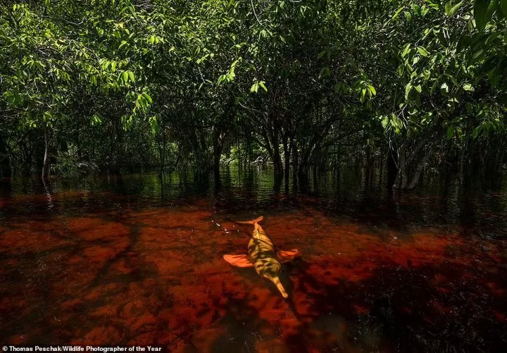 This stunning image of an Amazon River dolphin was snapped by German/South African photographer Thomas Peschak. The image, which wins the Photojournalist Story award, was taken in an area 'where local communities are creating opportunities for tourists to encounter the dolphins', says NHM. It adds: 'This brings another set of problems: when they're fed by humans, the dolphins become unhealthy and younger individuals don't learn to hunt for themselves. Traditional Amazonian beliefs hold that the dolphins can take on human form, and they are both revered and feared. Others see them as thieves who steal fish from nets and should be killed'