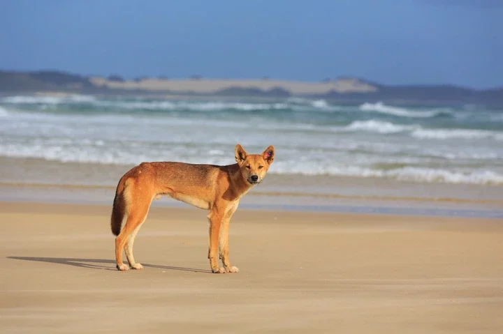 The island is notorious for its dingo attacks