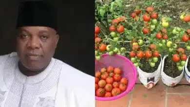 Doyin Okupe urges home-grown tomatoes in sack amidst price hike