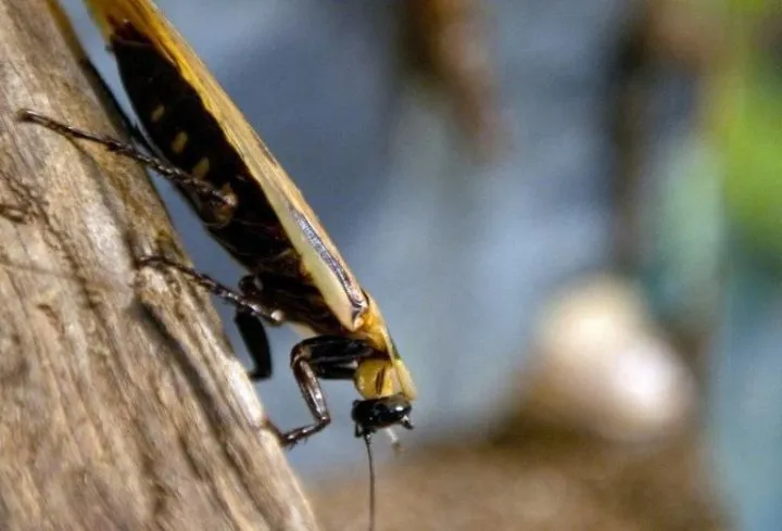Cockroaches are attracted to crumbs and food wrappers
