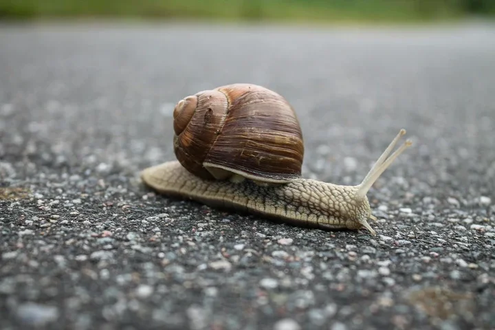 Snails: Slow and steady wins the race.