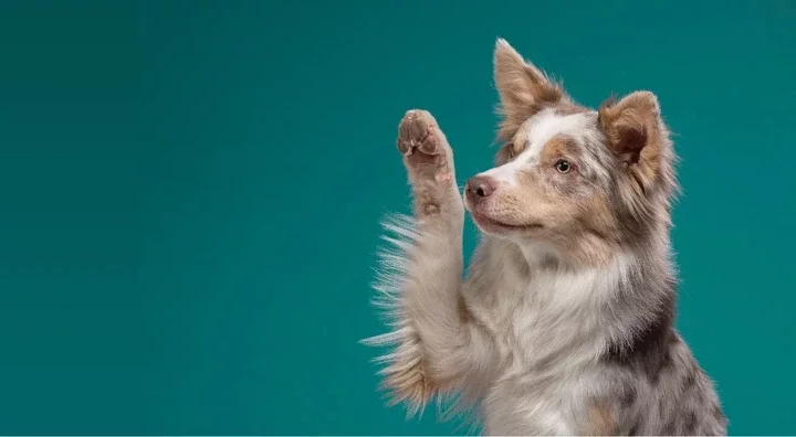 Is your dog jumping on you? This is what it means