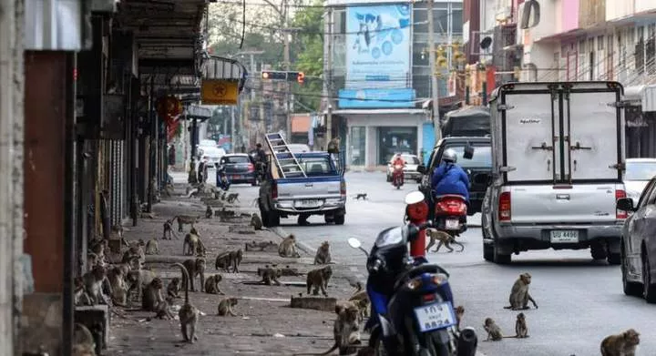 Lopburi in Thailand is overrun by monkeys [Getty]
