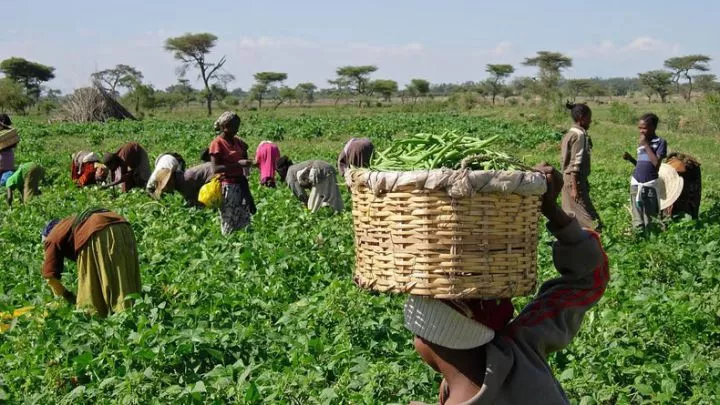 Top 10 African countries with the largest agricultural workforce