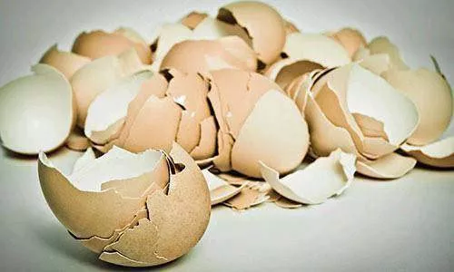 Stop Disposing Egg Shells You Can Eat Them To Prevent These Diseases
