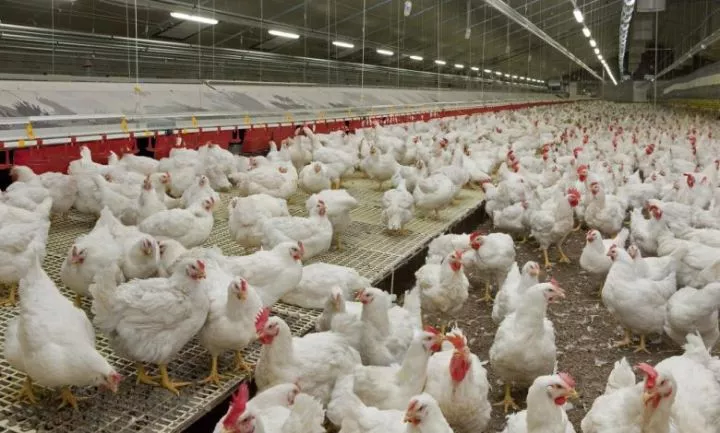 Christmas: Low-key preparations in Nigeria as chicken costs N25,000, turkey N130,000