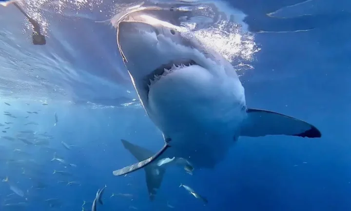 Sharks test positive for cocaine in Brazil