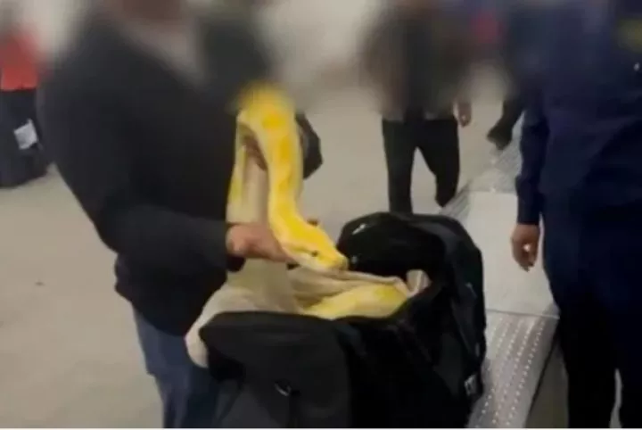 Customs officials shocked to find 10ft long python in carry-on luggage