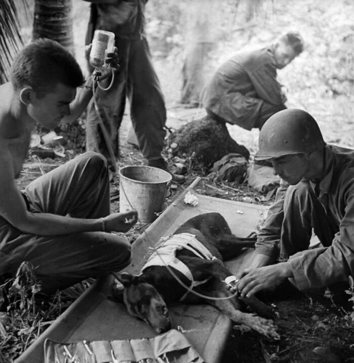 American Troops Treat A Wounded Dog On Orote Peninsula, 1944 