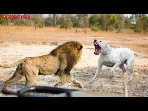 How Many Pitbulls Can Fight and Kill a Single Lion?