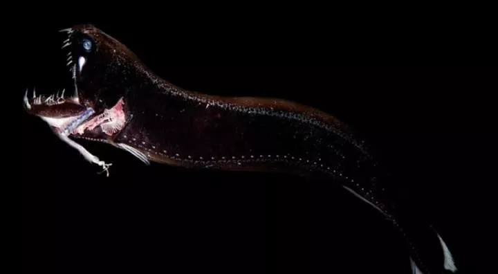 10 newly discovered ocean creatures revealed by scientists