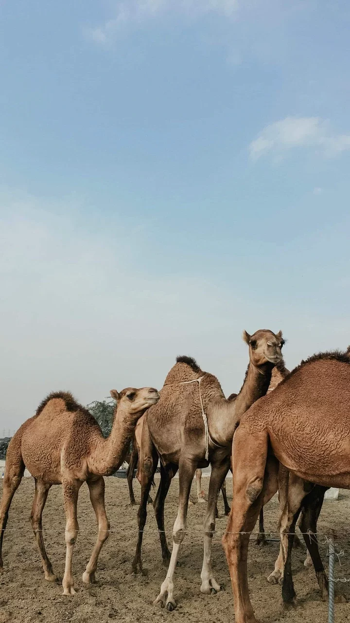 Camels