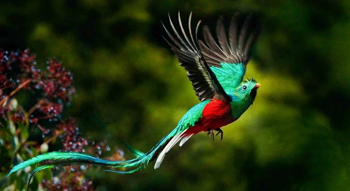 Guess what we found in our search for the one-and-only Resplendent Quetzal  - Flying Lessons