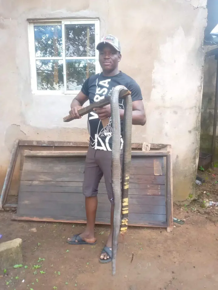 'It was so yummy that I slept for almost 5 hours' - Man kills snake, makes pepper soup with it