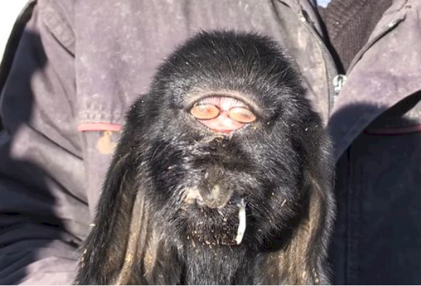 Mutant goat born with eyes in middle of forehead baffles locals