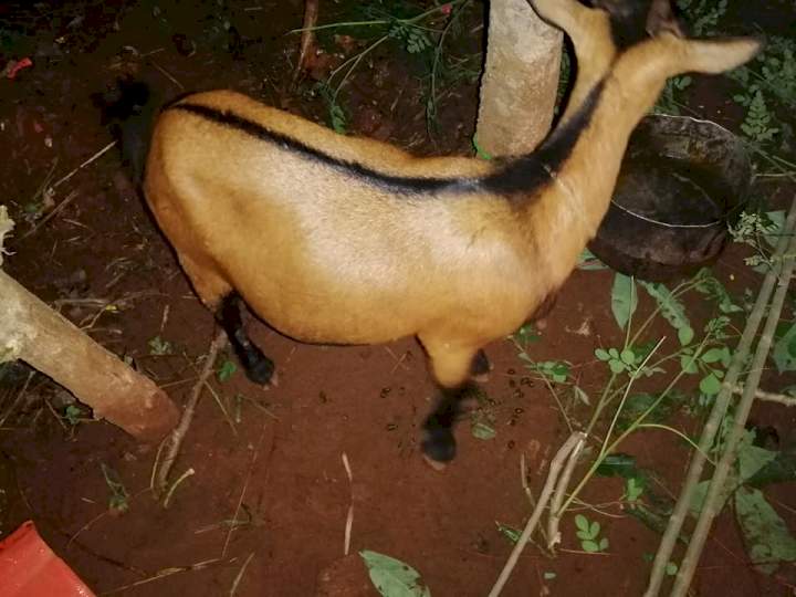 'My in-laws deserve more than this' - Benue groom shows off the animals he gave to his Igbo in-laws