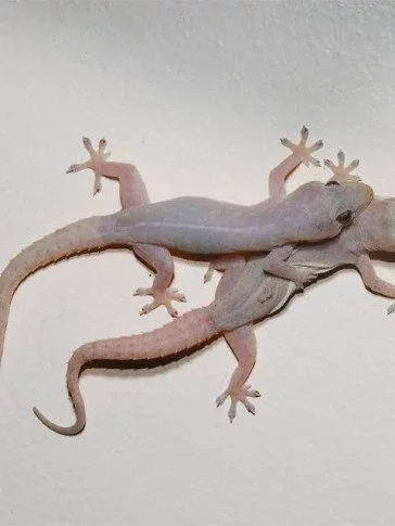 Five Ways to Eliminate Wall Geckos in Your Home, Office